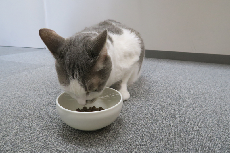 お皿のグランツキャットフードを食べるサバ白猫のダン