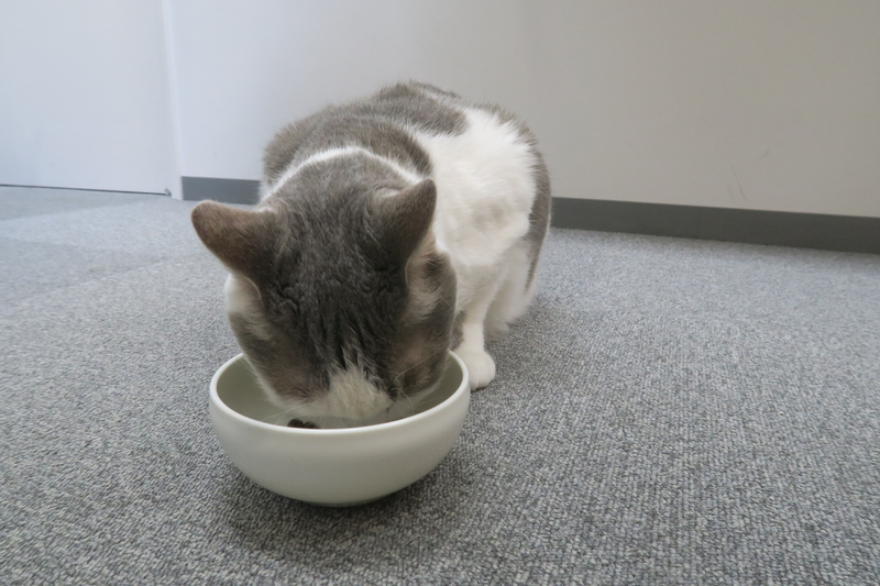 つむいて器用にキャットフードを食べるサバ白猫のダン
