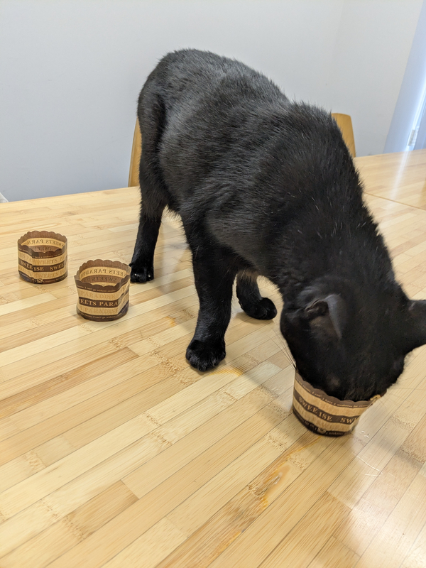 床に並べた3つのフードカップからチキン&サーモン味を選ぶ黒猫のカブ