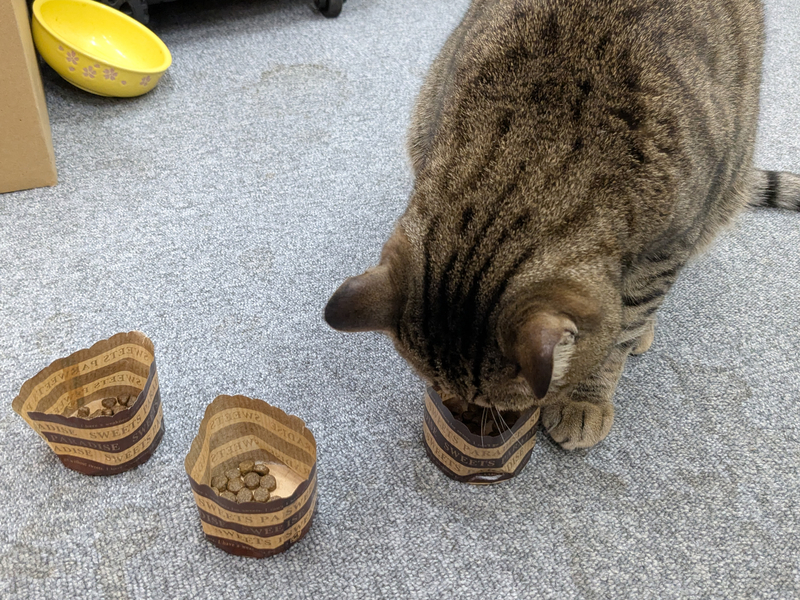 3つの紙コップから好みのグランツキャットフードを選ぶキジトラ猫のパル
