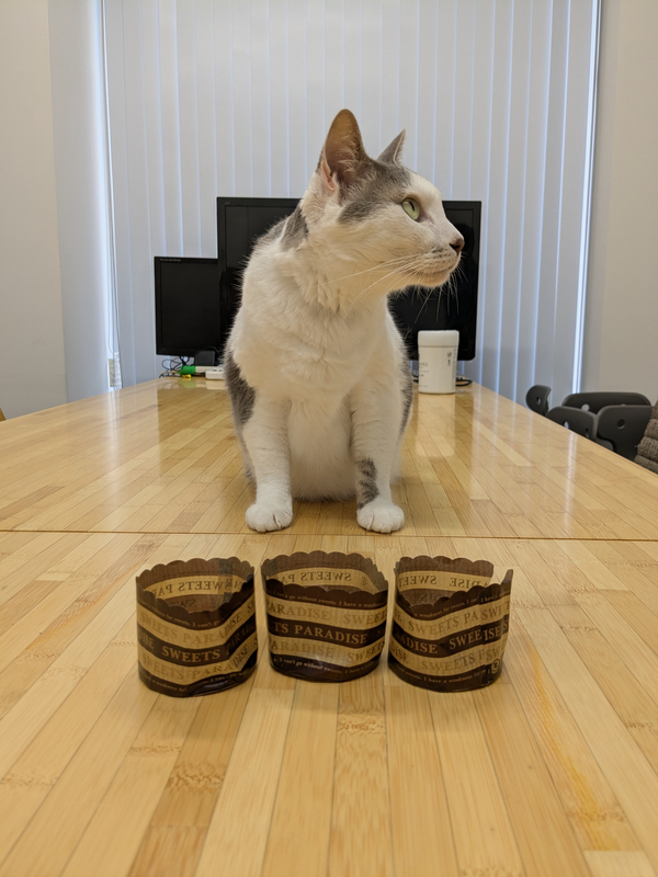 3つのフードカップの手前でそっぽを向いて座るサバ白猫のダン