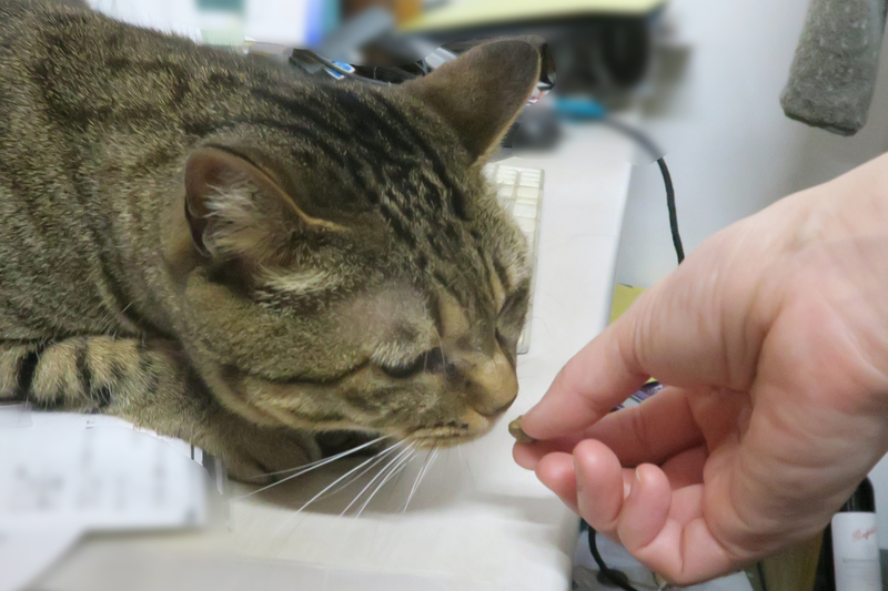 スタッフの手から直接キャットフードをもらって食べるキジトラ猫のパル