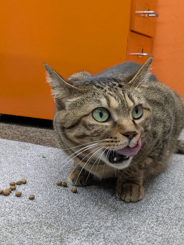 キャットフードを食べ終えて満足そうに口元をペロリと舐めるキジトラ猫のパル