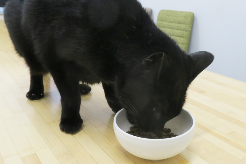 お皿に入ったグランツキャットフードを勢いよく食べる黒猫のカブ