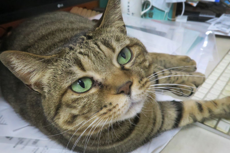 カメラを見つめる愛らしいキジトラ猫のパル