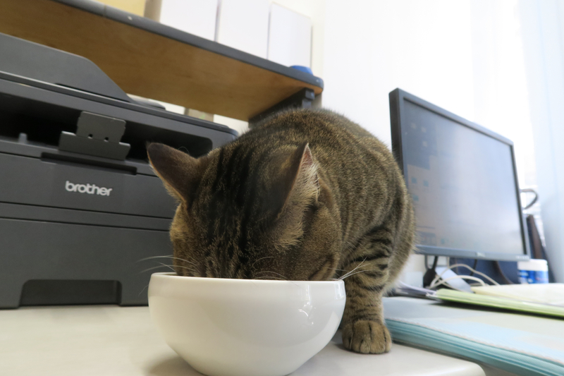 皿に出したグランツキャットフードに夢中で食いつくキジトラ猫のパル